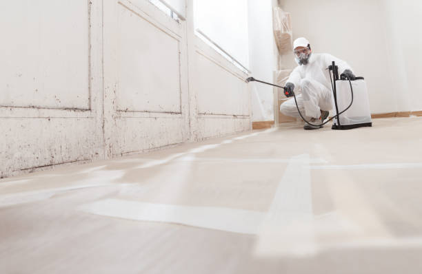 Black mold remediation team in Grasonville