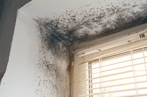Mold Removal service in Grasonville
